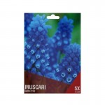 Muscari Azul 5 Bolbos Muscari Azul 5 Bolbos