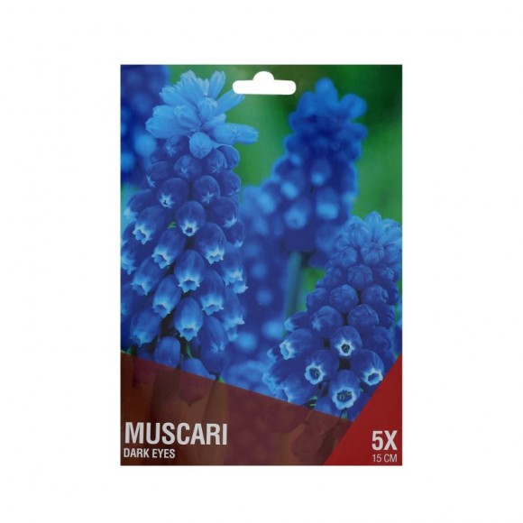 Muscari Azul 5 Bolbos Muscari Azul 5 Bolbos