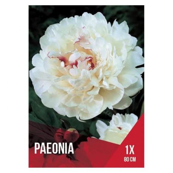 Paeonia Branca 1 Bolbo Paeonia Branca 1 Bolbo