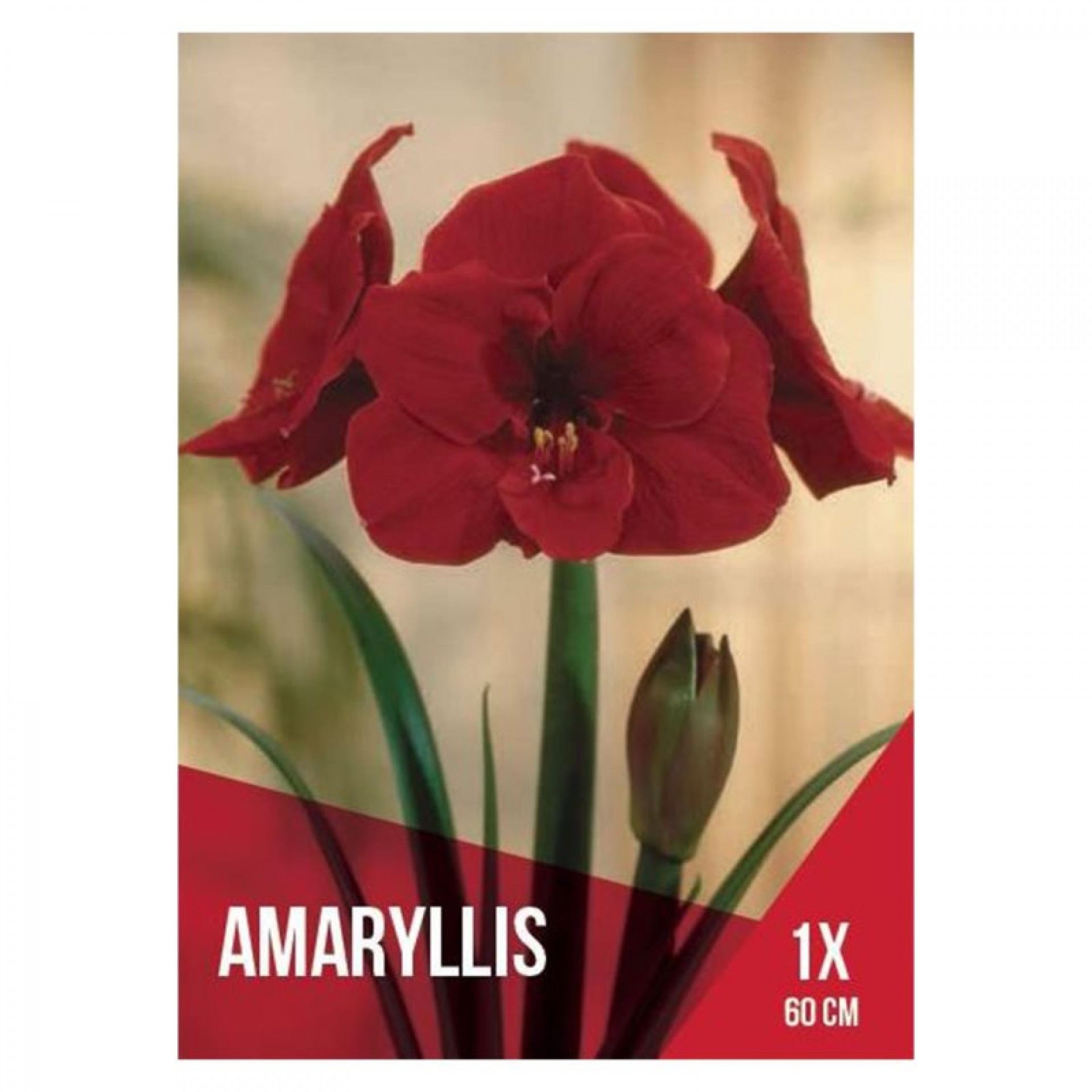 Amarilio Vermelho Escuro 1 Bolbo