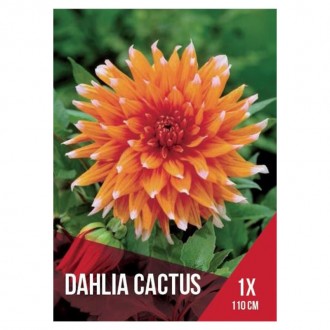 D�lia Cactus Laranja 1 Bolbo
