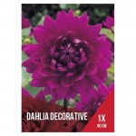ROSA ROSA