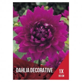 Dália Rosa Forte 1 Bolbo Dália Rosa Forte 1 Bolbo