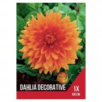 Dália Laranja 1 Bolbo Dália Laranja 1 Bolbo