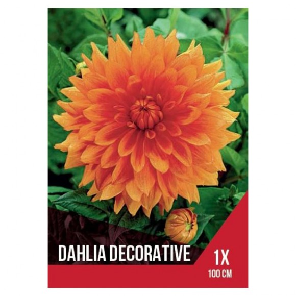 Dália Laranja 1 Bolbo Dália Laranja 1 Bolbo