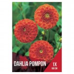 Dália Pompom Laranja 1 Bolbo Dália Pompom Laranja 1 Bolbo