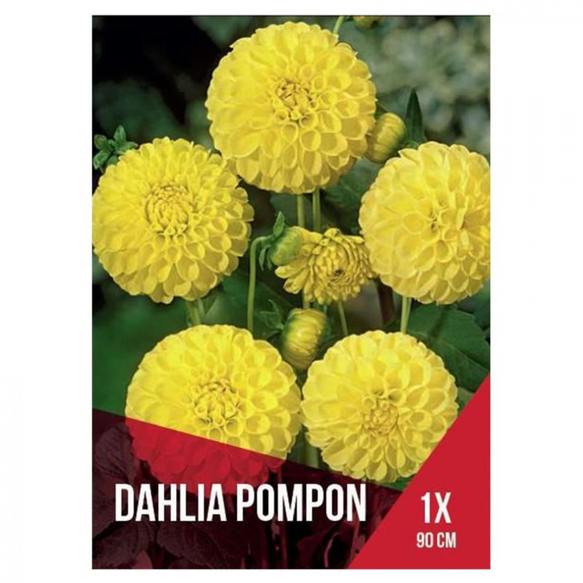 Dália Pompom Amarela 1 Bolbo