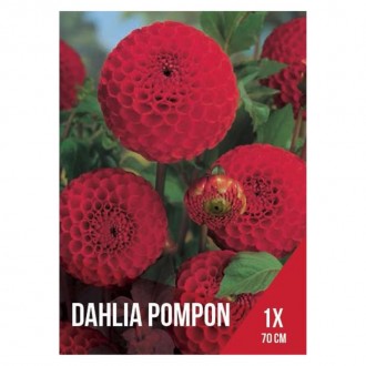 Dália Pompom Vermelha 1 Bolbo Dália Pompom Vermelha 1 Bolbo