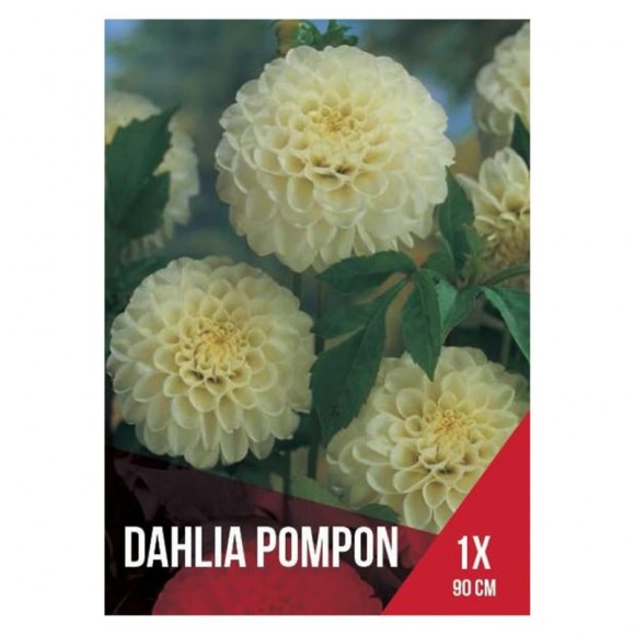 Dália Pompom Branca 1 Bolbo Dália Pompom Branca 1 Bolbo