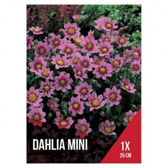 Dália Topmix Mini Rosa 1 Bolbo Dália Topmix Mini Rosa 1 Bolbo