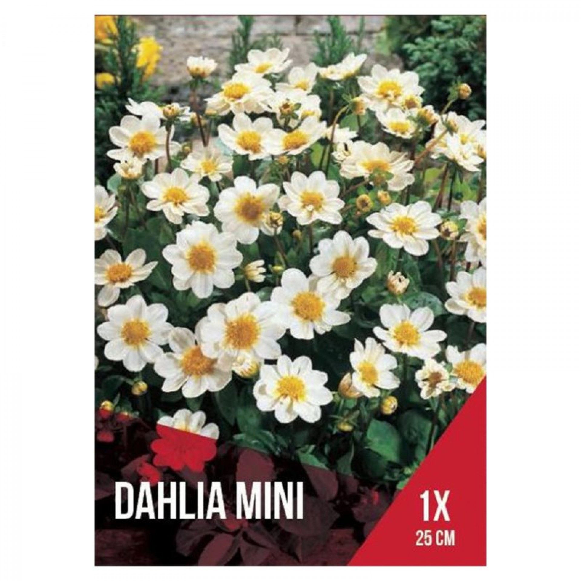 Dália Topmix Mini Branca 1 Bolbo