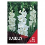 Gladiolo Branco 5 Bolbos Gladiolo Branco 5 Bolbos