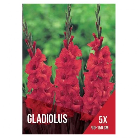 Gladiolo Vermelho Claro 5 Bolbos Gladiolo Vermelho Claro 5 Bolbos