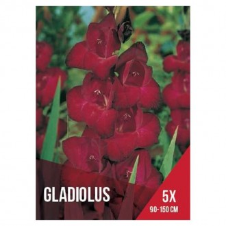 Gladiolo Vermelho Escuro 5 Bolbos Gladiolo Vermelho Escuro 5 Bolbos