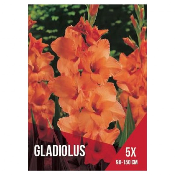 Gladiolo Laranja 5 Bolbos