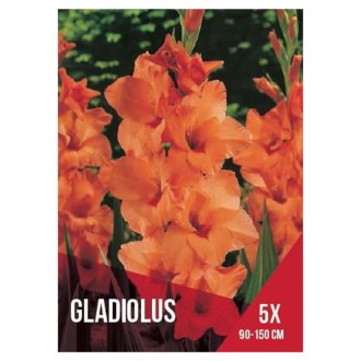 Gladiolo Laranja 5 Bolbos