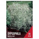Gipsofila Branca 1 Bolbo Gipsofila Branca 1 Bolbo