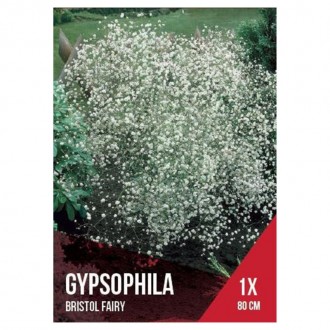 Gipsofila Branca 1 Bolbo