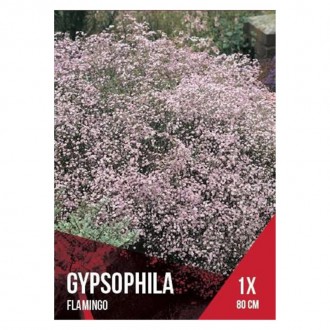Gipsofila Rosa 1 Bolbo