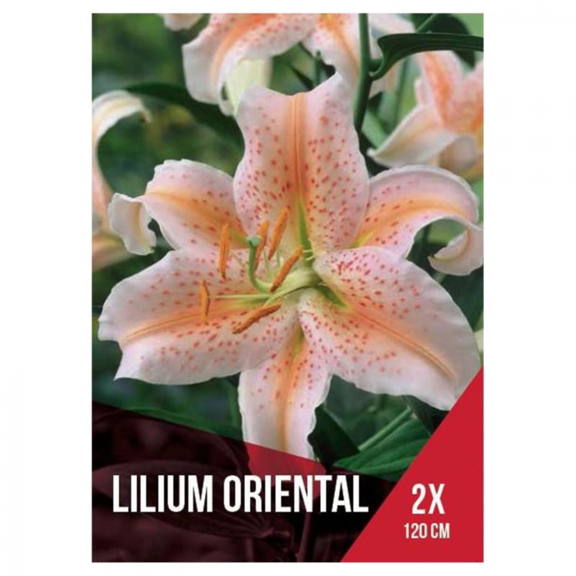 Lilium Oriental Salmão 2 Bolbos