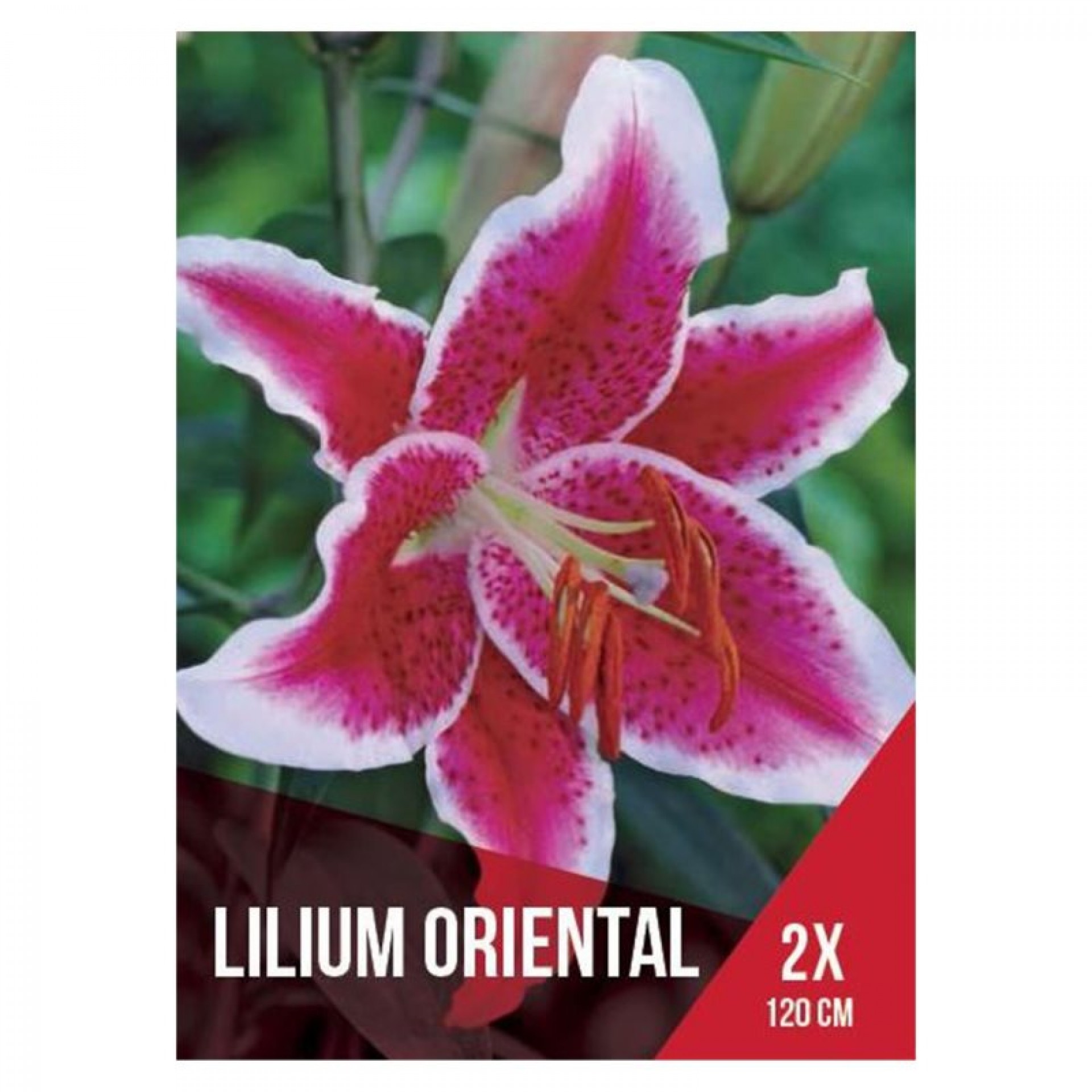 Lilium Oriental Vermelho 2 Bolbos
