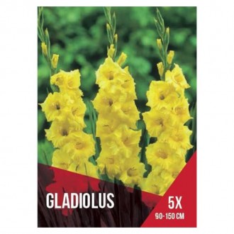 Gladiolo Amarelo 5 Bolbos Gladiolo Amarelo 5 Bolbos