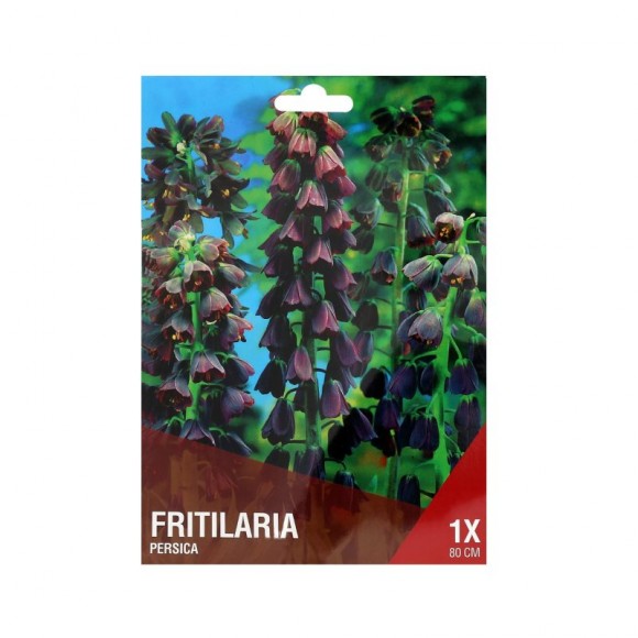 Fritilaria Negra 1 Bolbo Fritilaria Negra 1 Bolbo