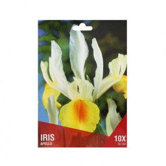 Iris Branco/Amarelo 10 Bolbos Iris Branco/Amarelo 10 Bolbos