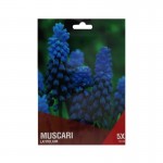 Muscari Azul/Roxo 5 Bolbos Muscari Azul/Roxo 5 Bolbos