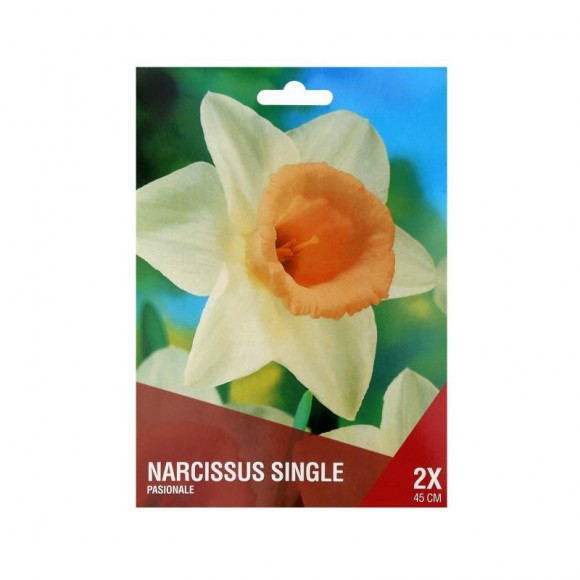 Narciso Branco/Rosa 2 Bolbos