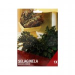SELAGGINELLA 1 BOLBO SELAGGINELLA 1 BOLBO