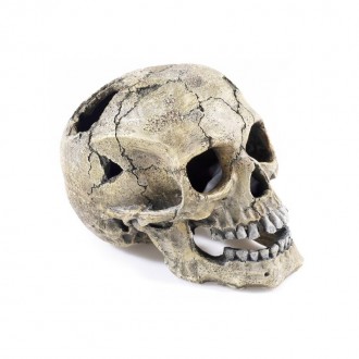Decora��o Skull Rachado 205X135X150Mm