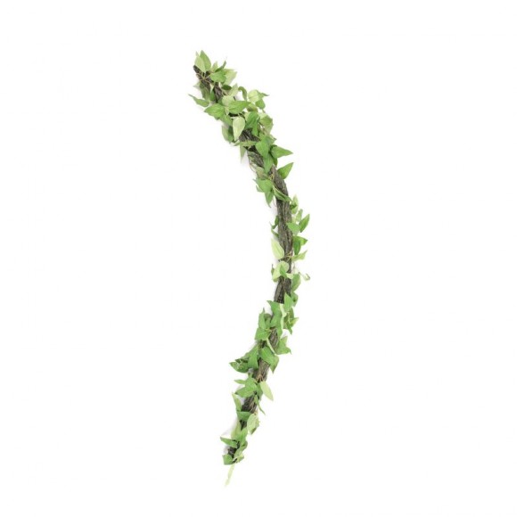 Pl Terrario Liana 61CM