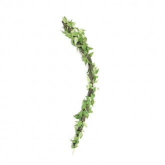 Pl Terrario Liana 61CM