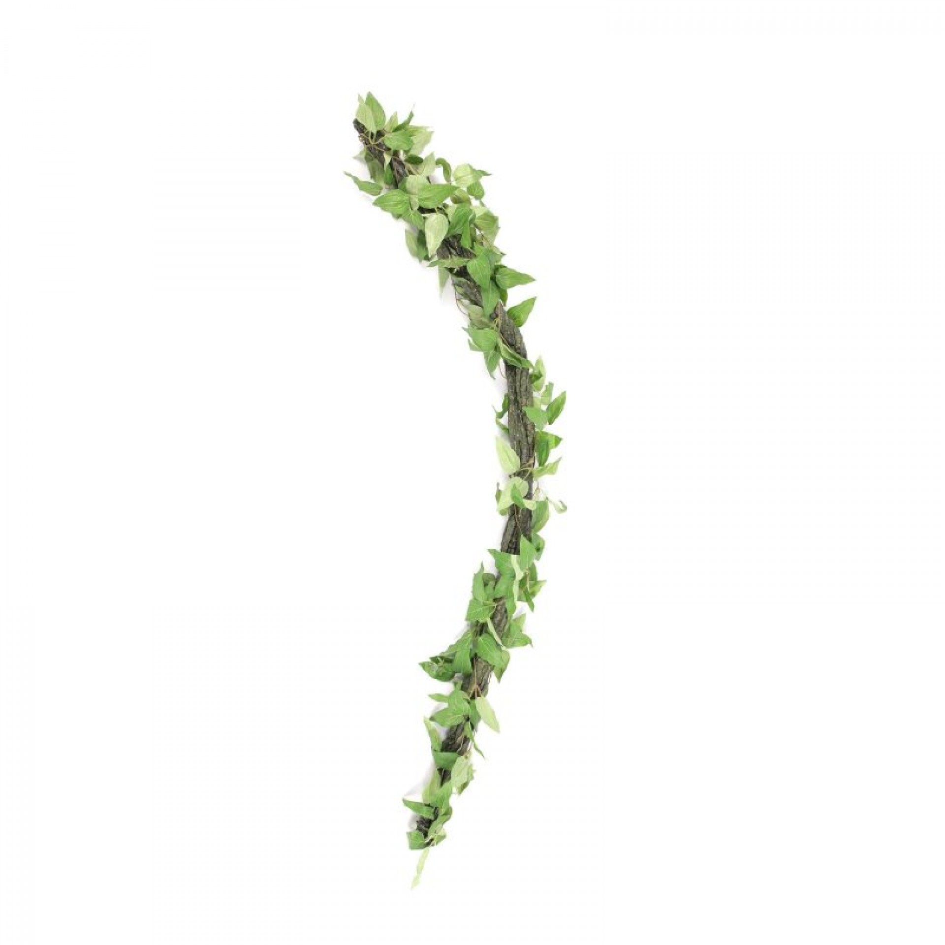 Pl Terrario Liana 61CM