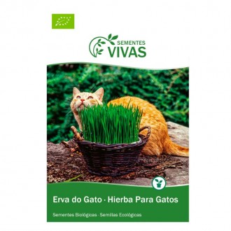 Erva Gato 10 G SEMENTES VIVAS