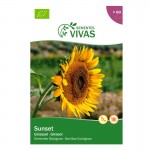 Girassol Sunset 1,5 G SEMENTES VIVAS Girassol Sunset 1,5 G SEMENTES VIVAS