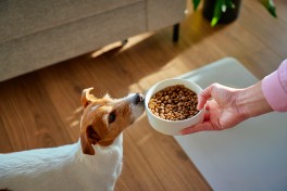 Comida caseira vs. Ração: qual a melhor? Comida caseira vs. Ração: qual a melhor?