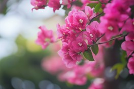 Como escolher plantas de exterior resistentes todo o ano? Como escolher plantas de exterior resistentes todo o ano?