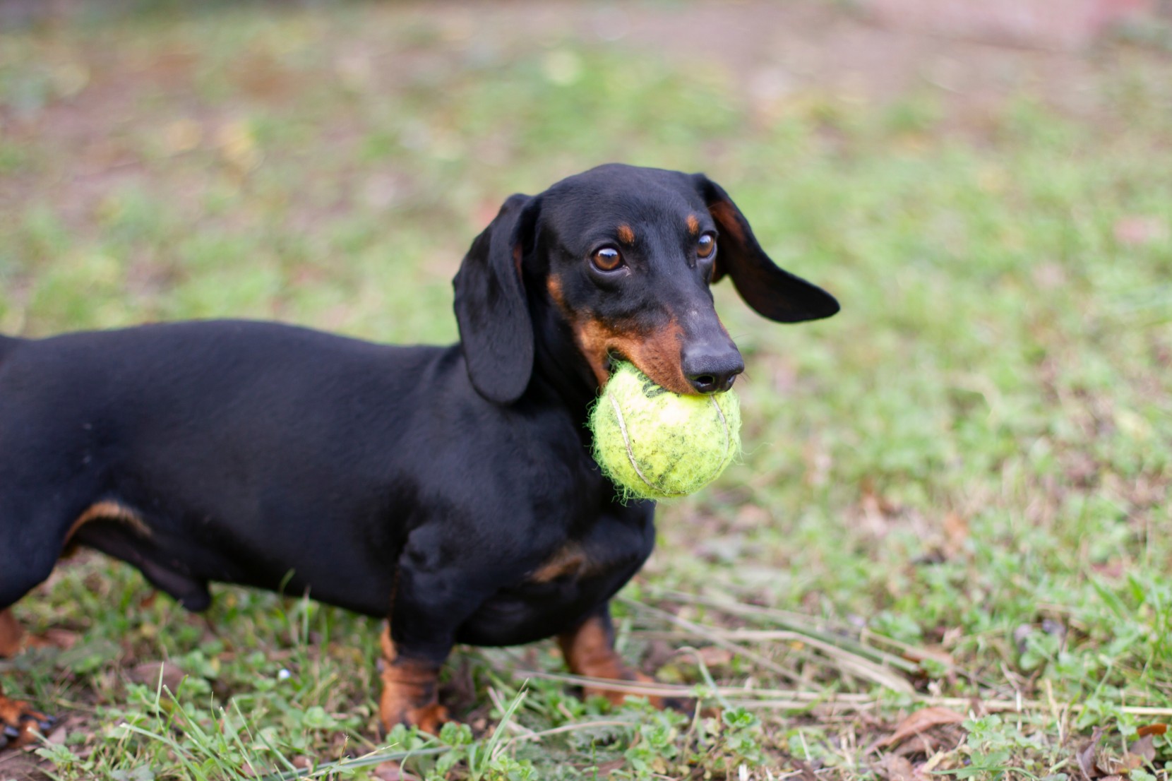 Com que frequência devo desparasitar o meu cão? Com que frequência devo desparasitar o meu cão?
