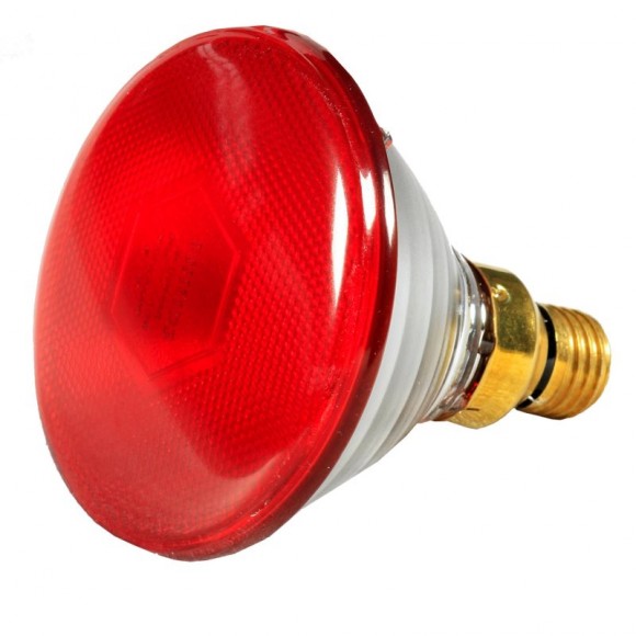 L�mpada de Aquecimento 100W PHILIPS
