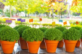 Manjerico: como plantar, cuidar e manter Manjerico: como plantar, cuidar e manter