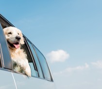 5 cuidados a ter a viajar com animais 5 cuidados a ter a viajar com animais