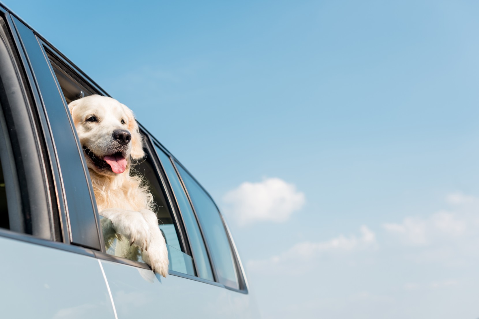 5 cuidados a ter a viajar com animais 5 cuidados a ter a viajar com animais