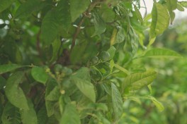 Cultivos que resistem ao calor intenso Cultivos que resistem ao calor intenso