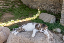 Como proteger o seu animal do calor no verão Como proteger o seu animal do calor no verão
