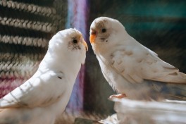 Cuidados com periquitos e pequenas aves de companhia: bem-estar em casa Cuidados com periquitos e pequenas aves de companhia: bem-estar em casa
