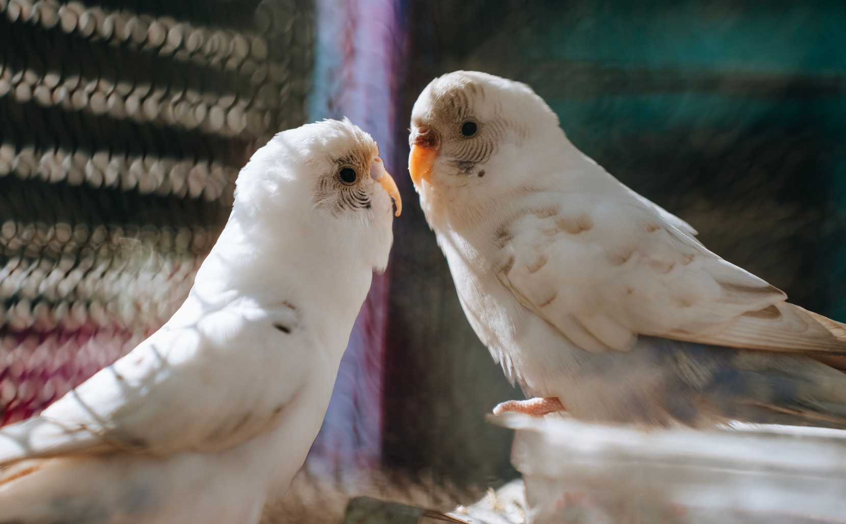 Cuidados com periquitos e pequenas aves de companhia: bem-estar em casa Cuidados com periquitos e pequenas aves de companhia: bem-estar em casa