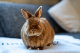 Coelhos de companhia: como criar um ambiente saudável Coelhos de companhia: como criar um ambiente saudável