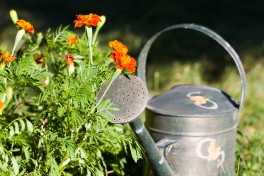 Jardinagem sustentável: 6 pequenas mudanças com grande impacto Jardinagem sustentável: 6 pequenas mudanças com grande impacto
